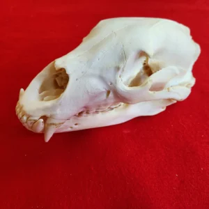 Black Bear Skull
