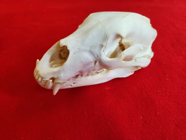 Black Bear Skull