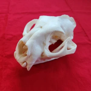 Mountain Lion Skull