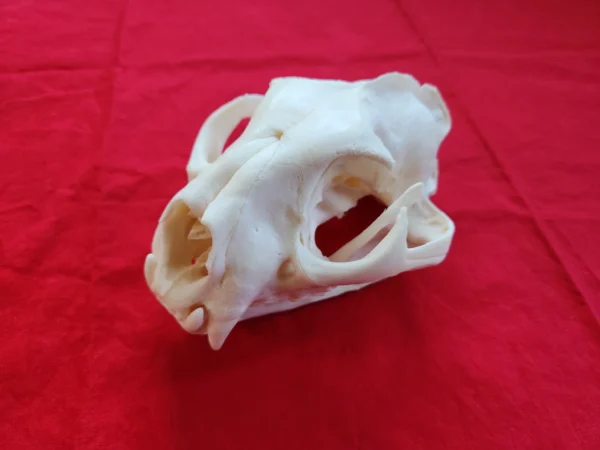 Mountain Lion Skull