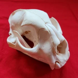 cougar skull