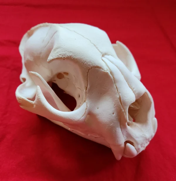 cougar skull