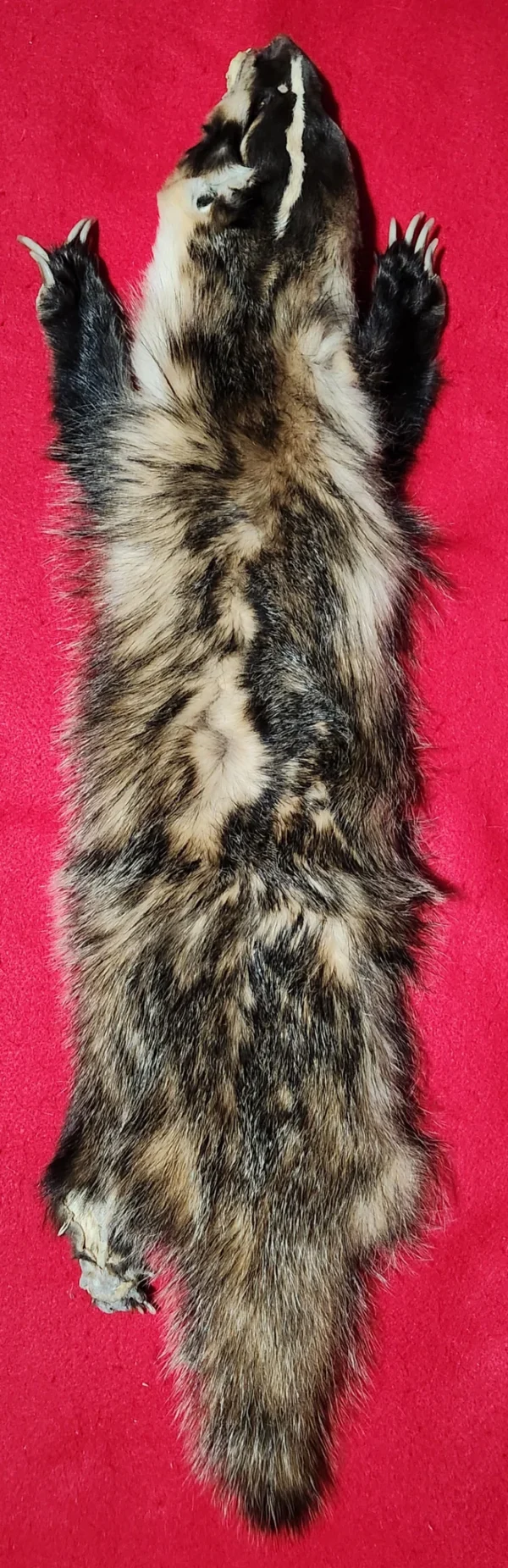 Badger Pelt