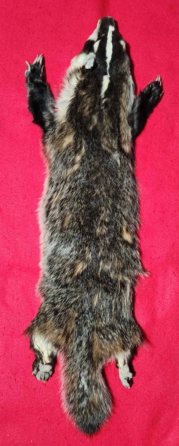 Badger Pelt