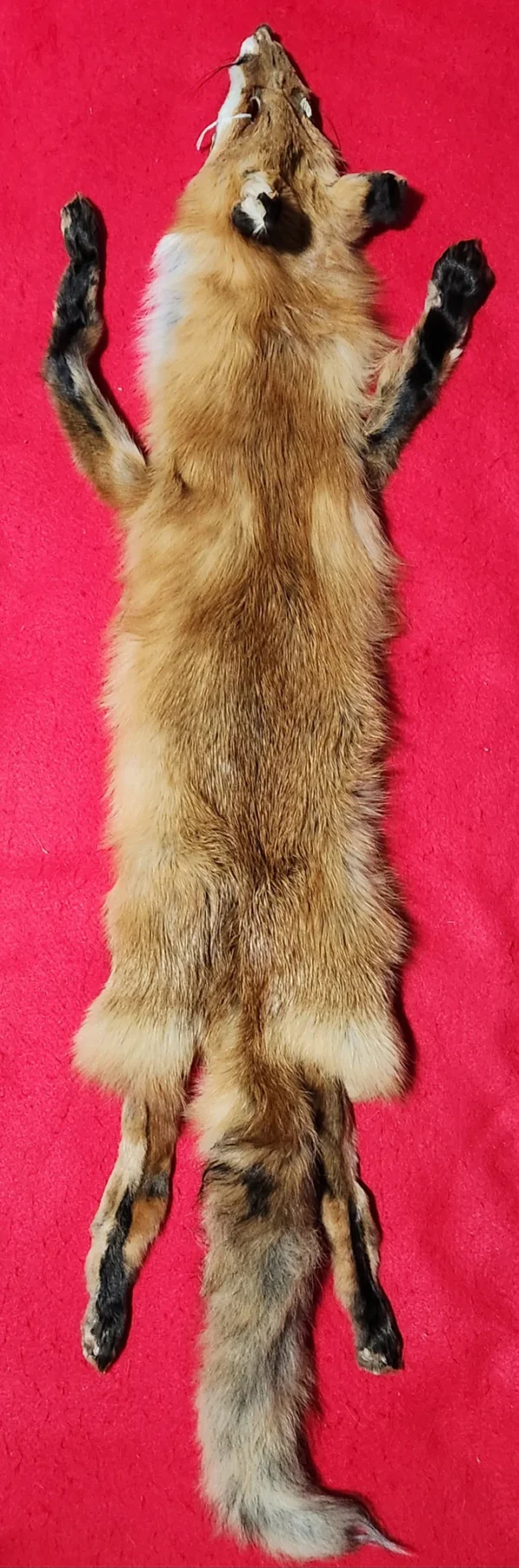 Red Fox Hide