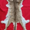 mountain lion