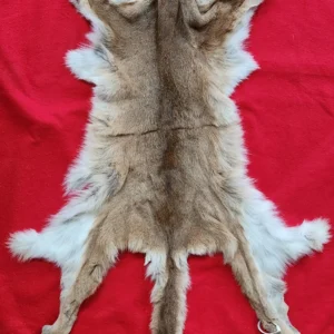 mountain lion