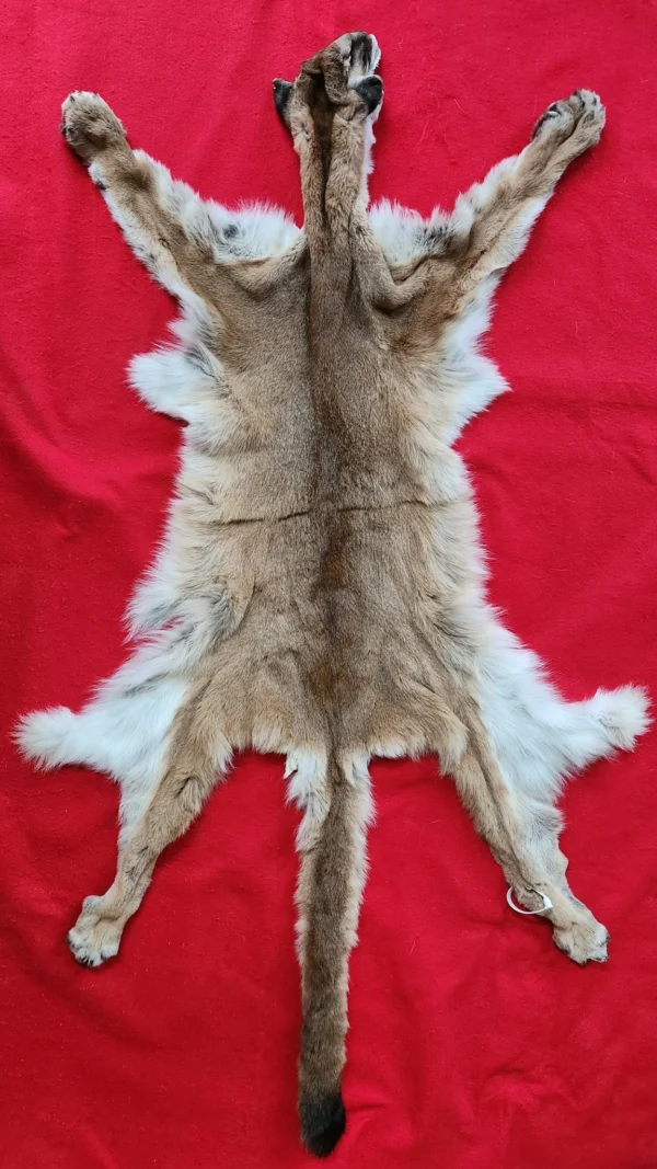 mountain lion
