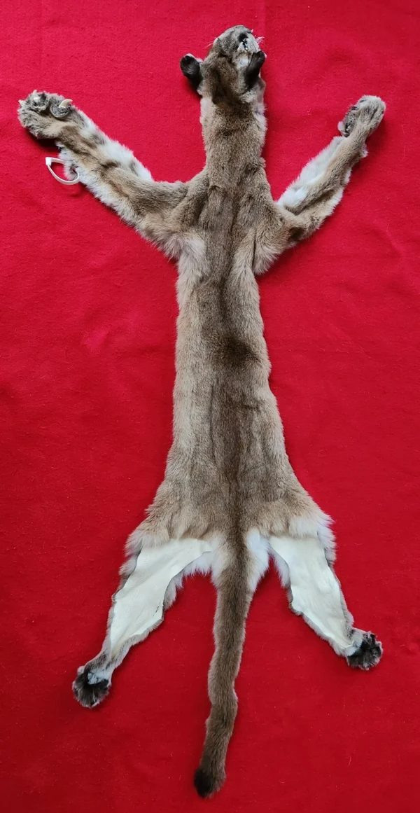 Cougar Hide