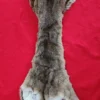cougar hide