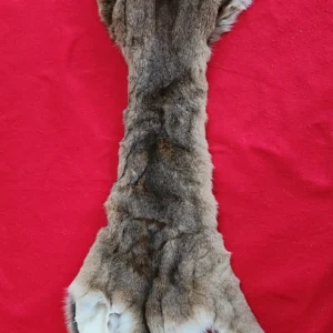 cougar hide