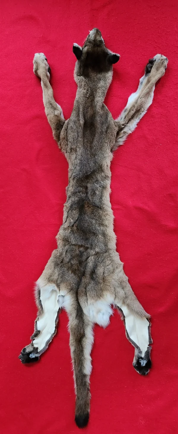 cougar hide