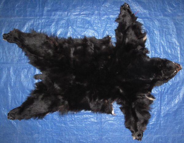 Black Bear Fur