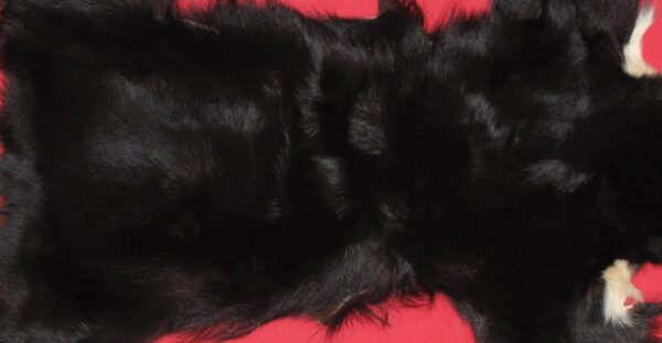 Black Bear Fur