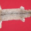 Canadian Lynx