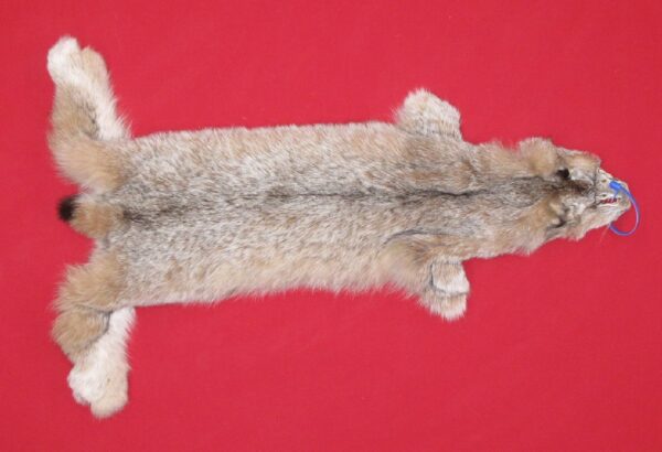 Canadian Lynx