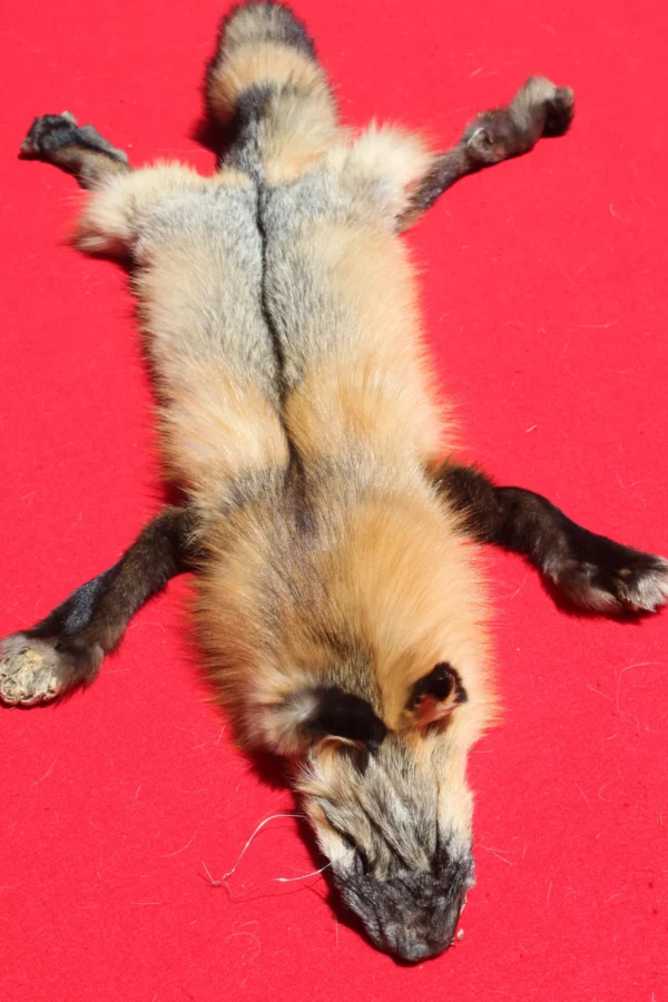 Cross Fox Pelt