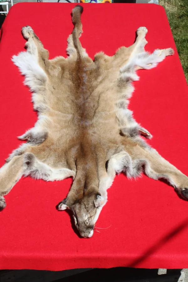 COUGAR FUR