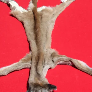 mountain lion