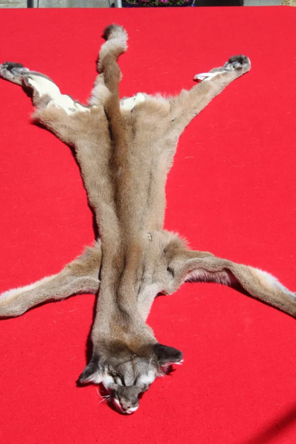 mountain lion
