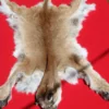 Mountain Lion Pelt
