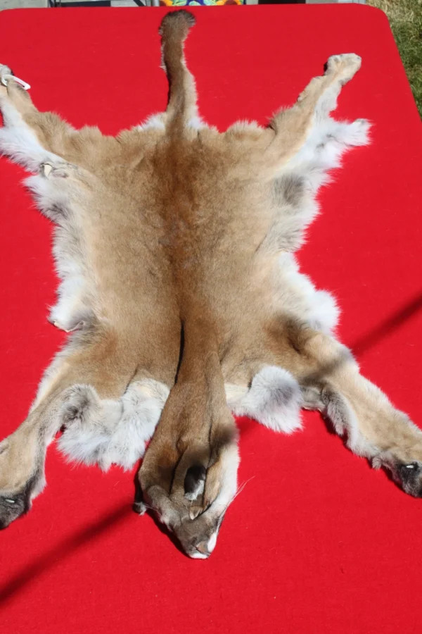 Mountain Lion Pelt