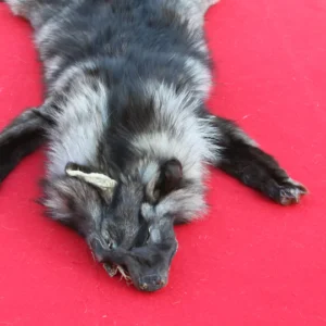 wolf