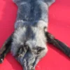 WOLF FUR