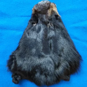 Black Bear Head Pelt