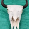 Buffalo Skull