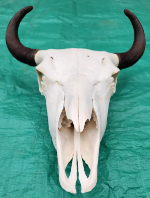 Buffalo Skull