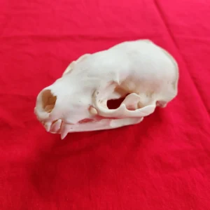 badger skull