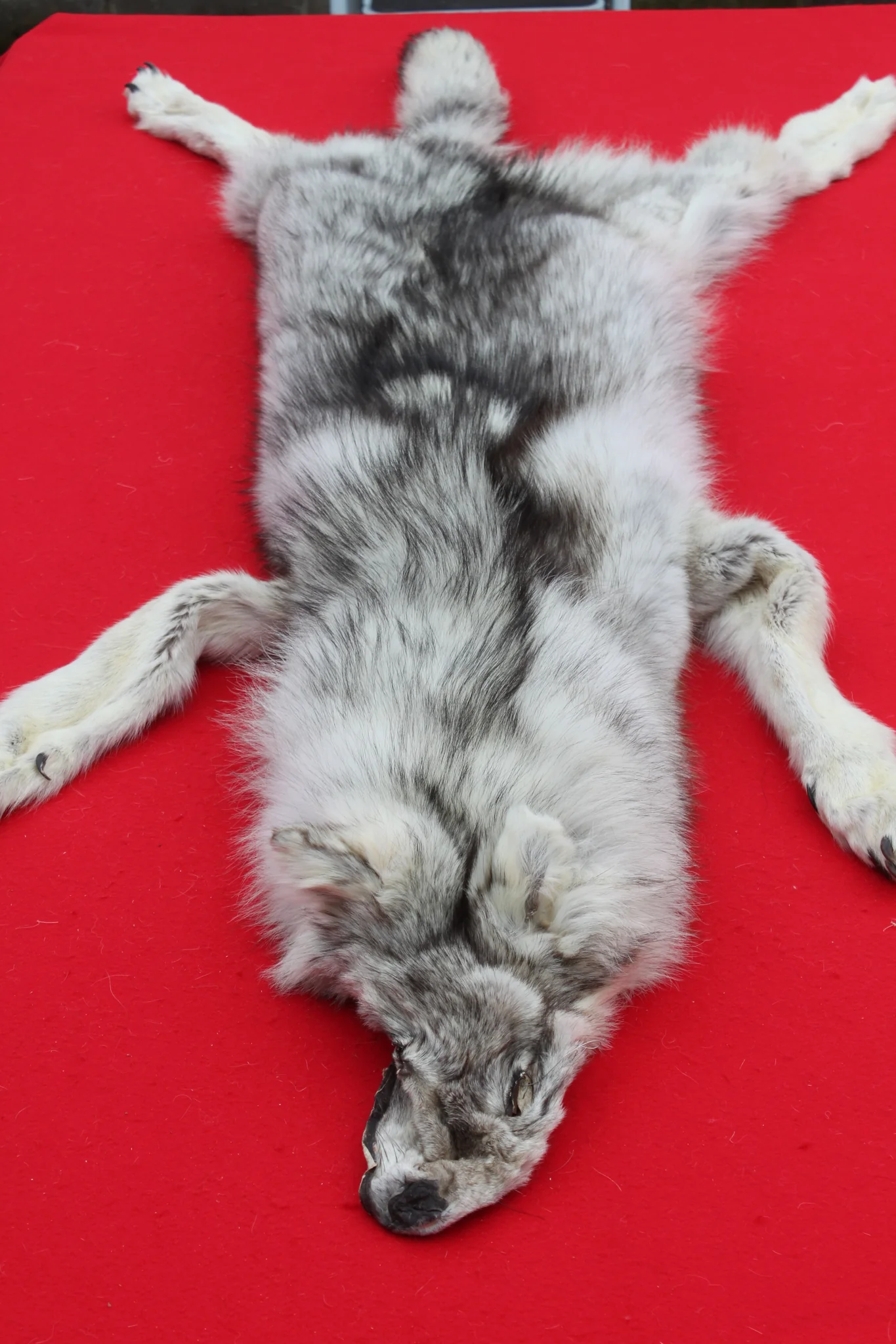 IMG_5953_1024x1024@2x wolf hide