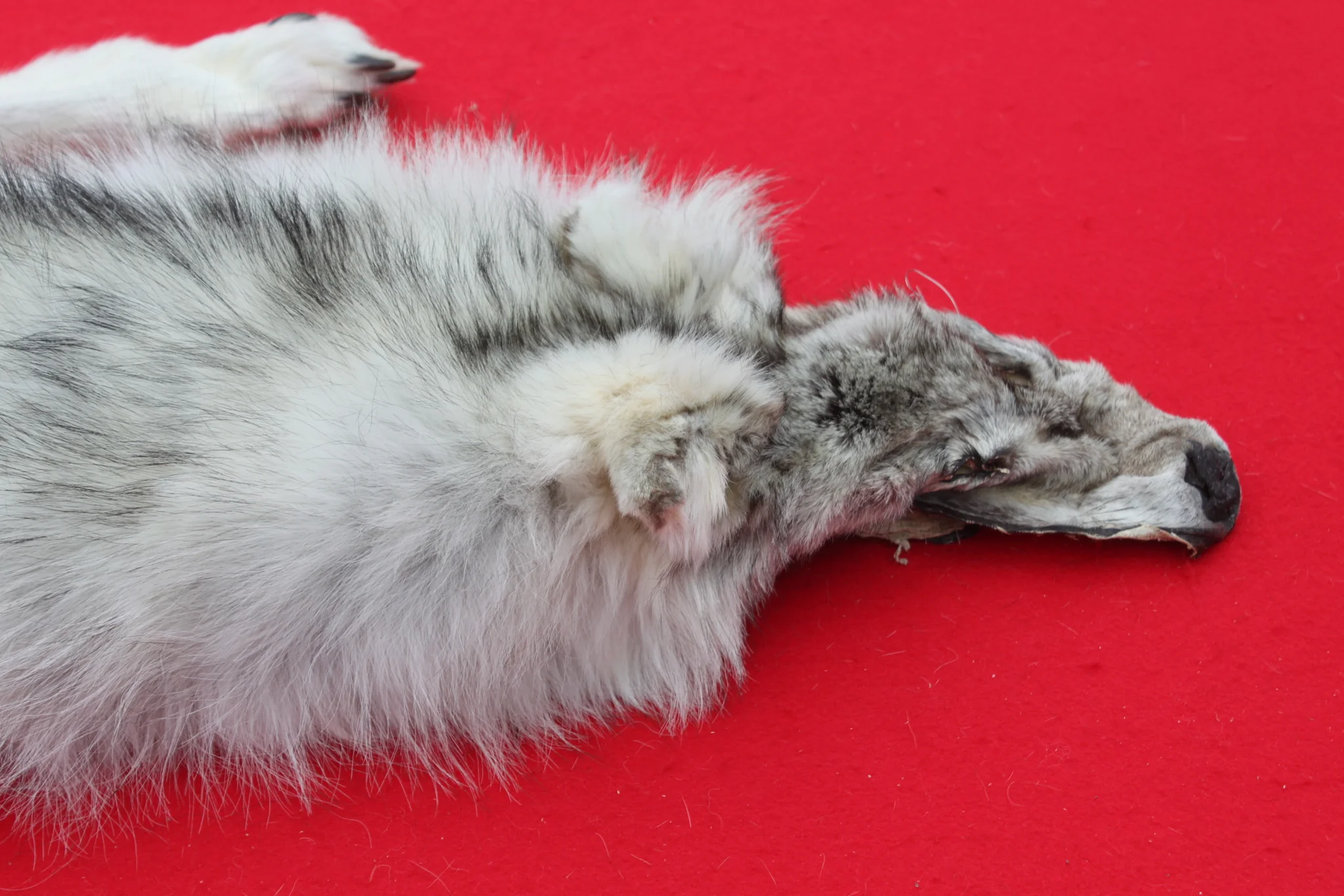 IMG_5954_1024x1024@2x