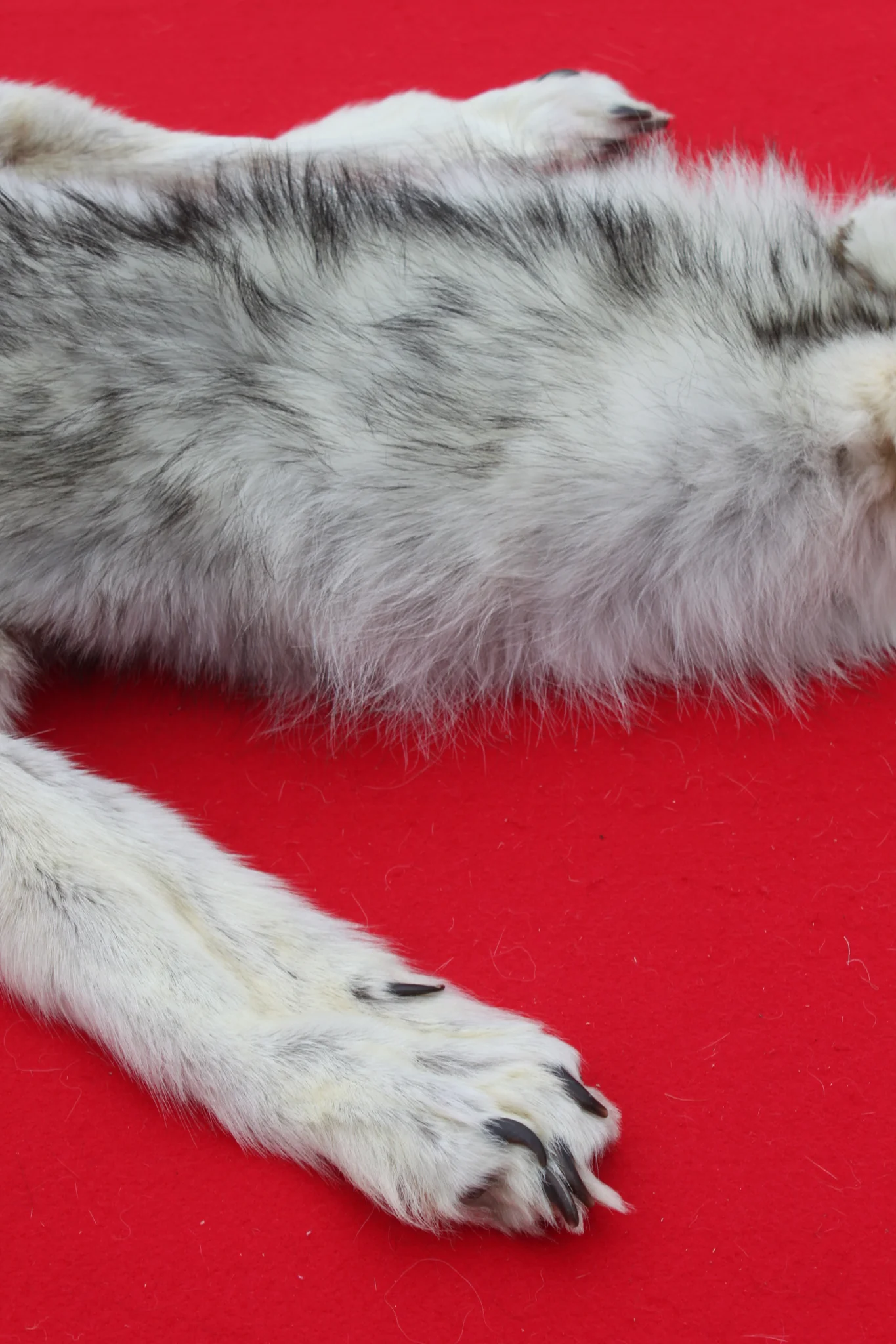 IMG_5955_1024x1024@2x