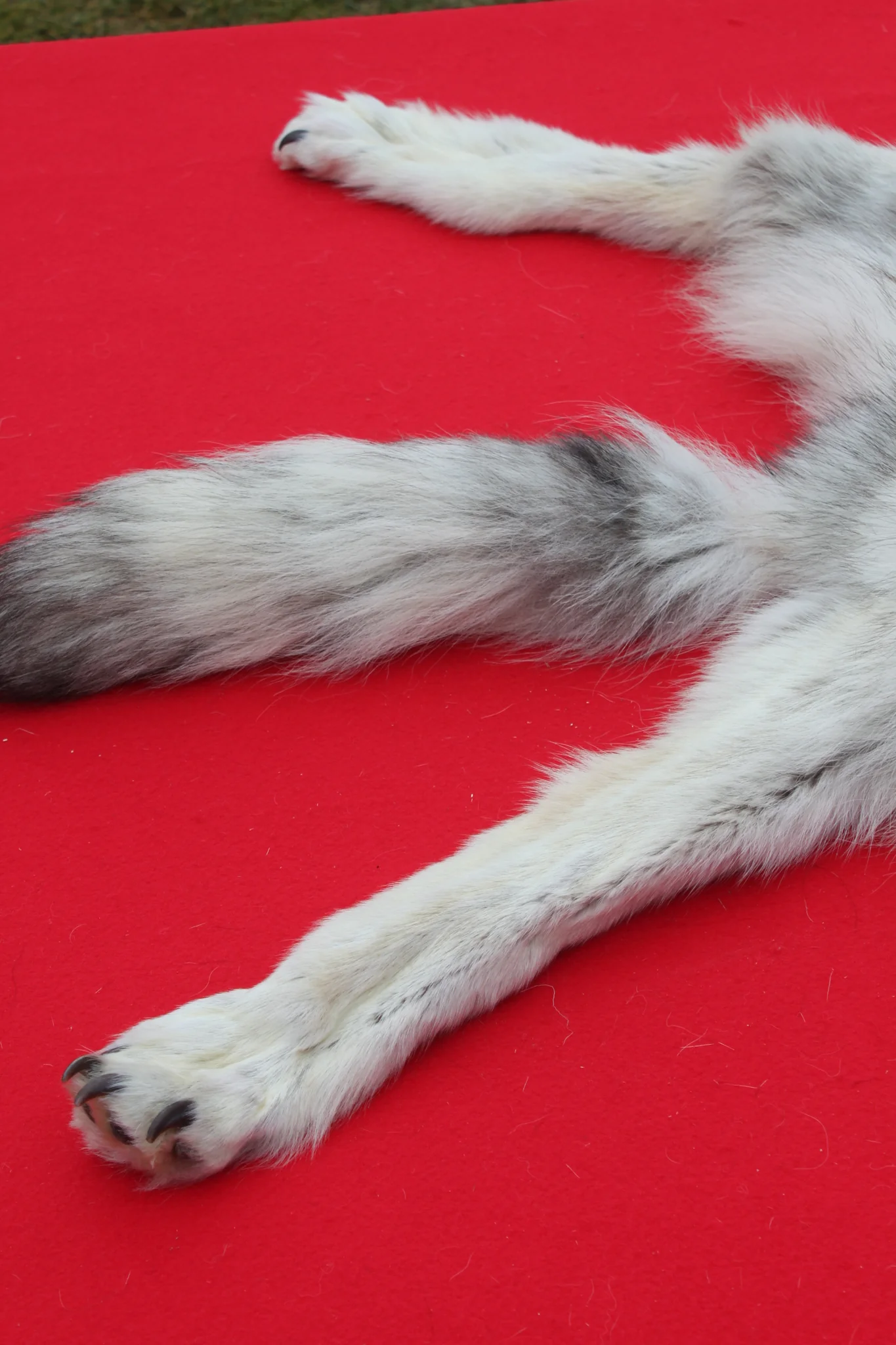 IMG_5960_1024x1024@2x