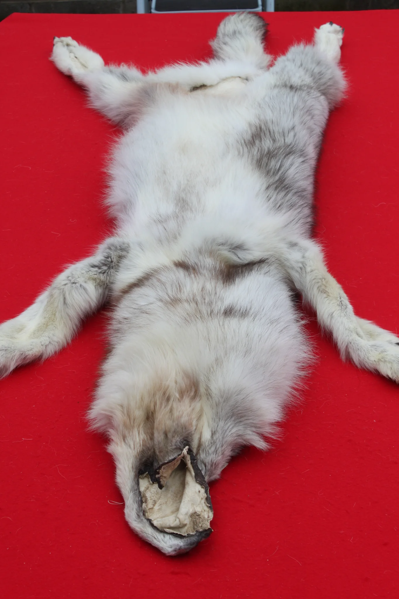 IMG_5962_1024x1024@2x