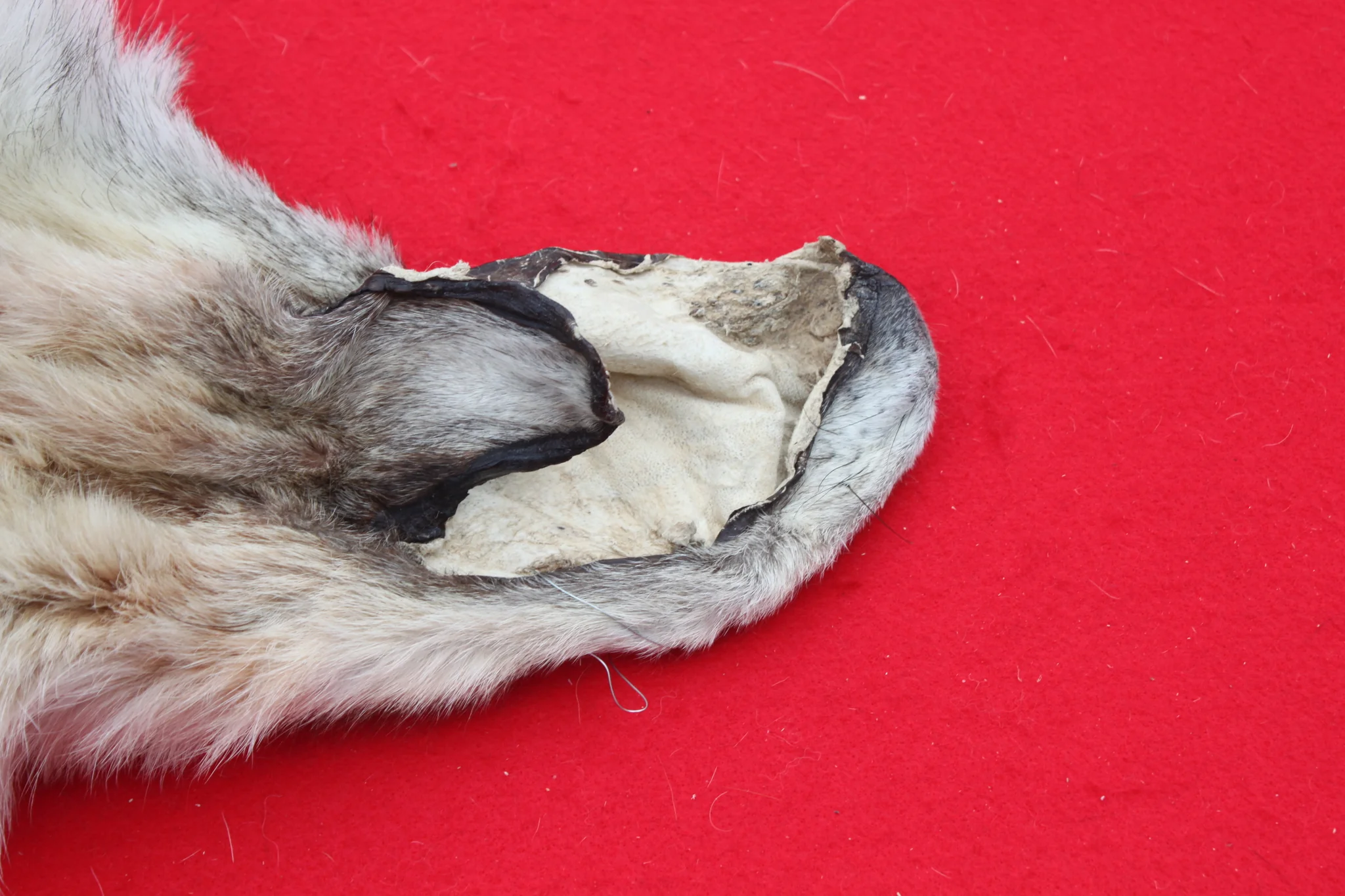 IMG_5963_1024x1024@2x