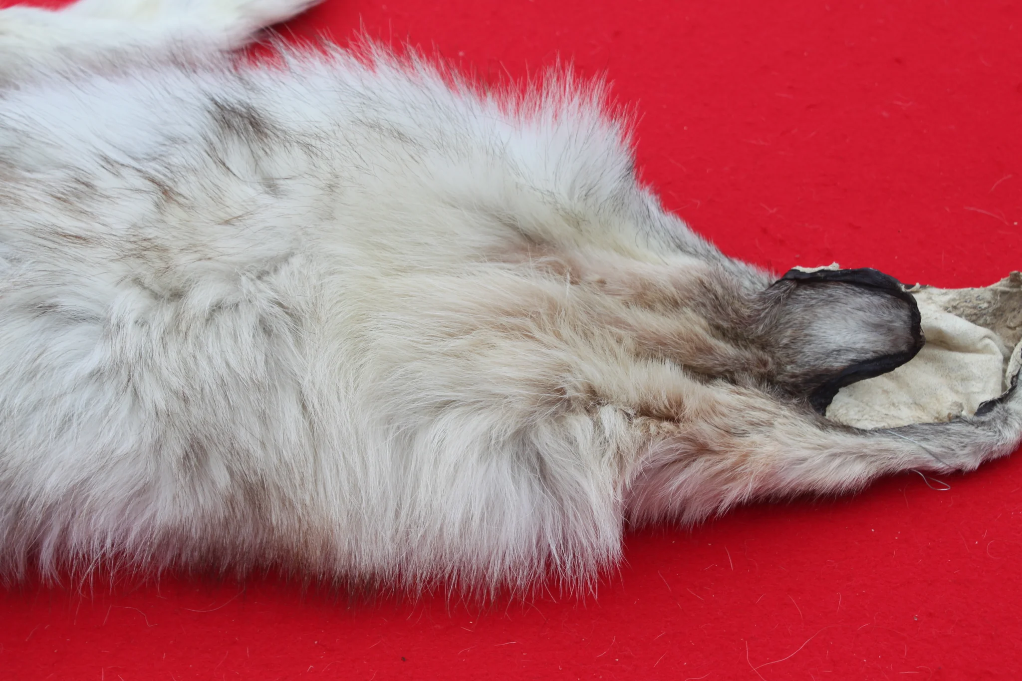 IMG_5964_1024x1024@2x