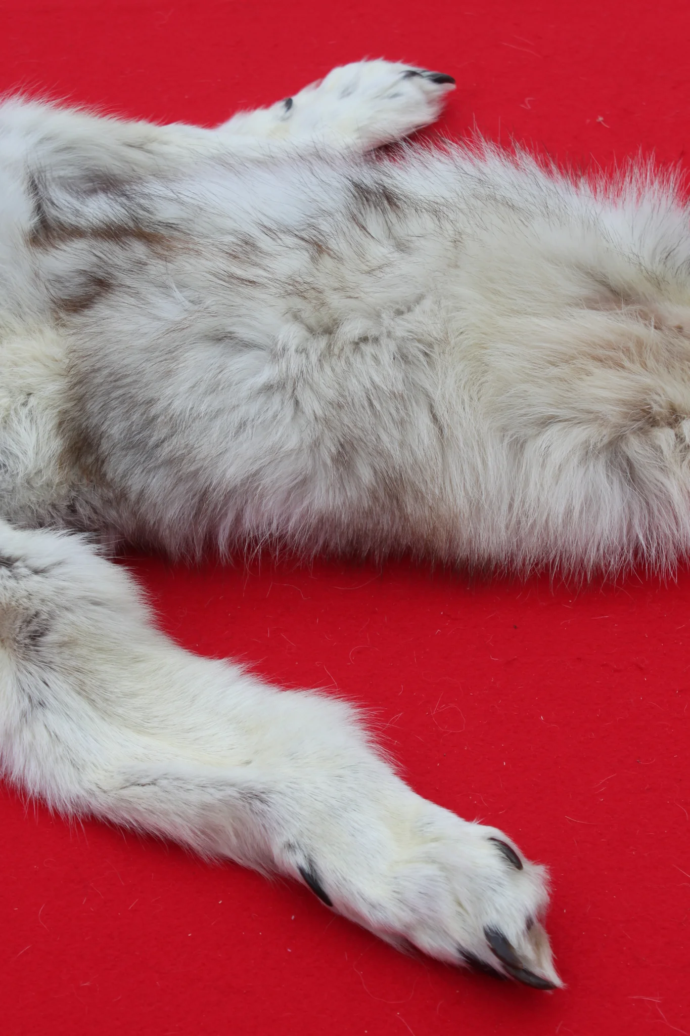 IMG_5965_1024x1024@2x