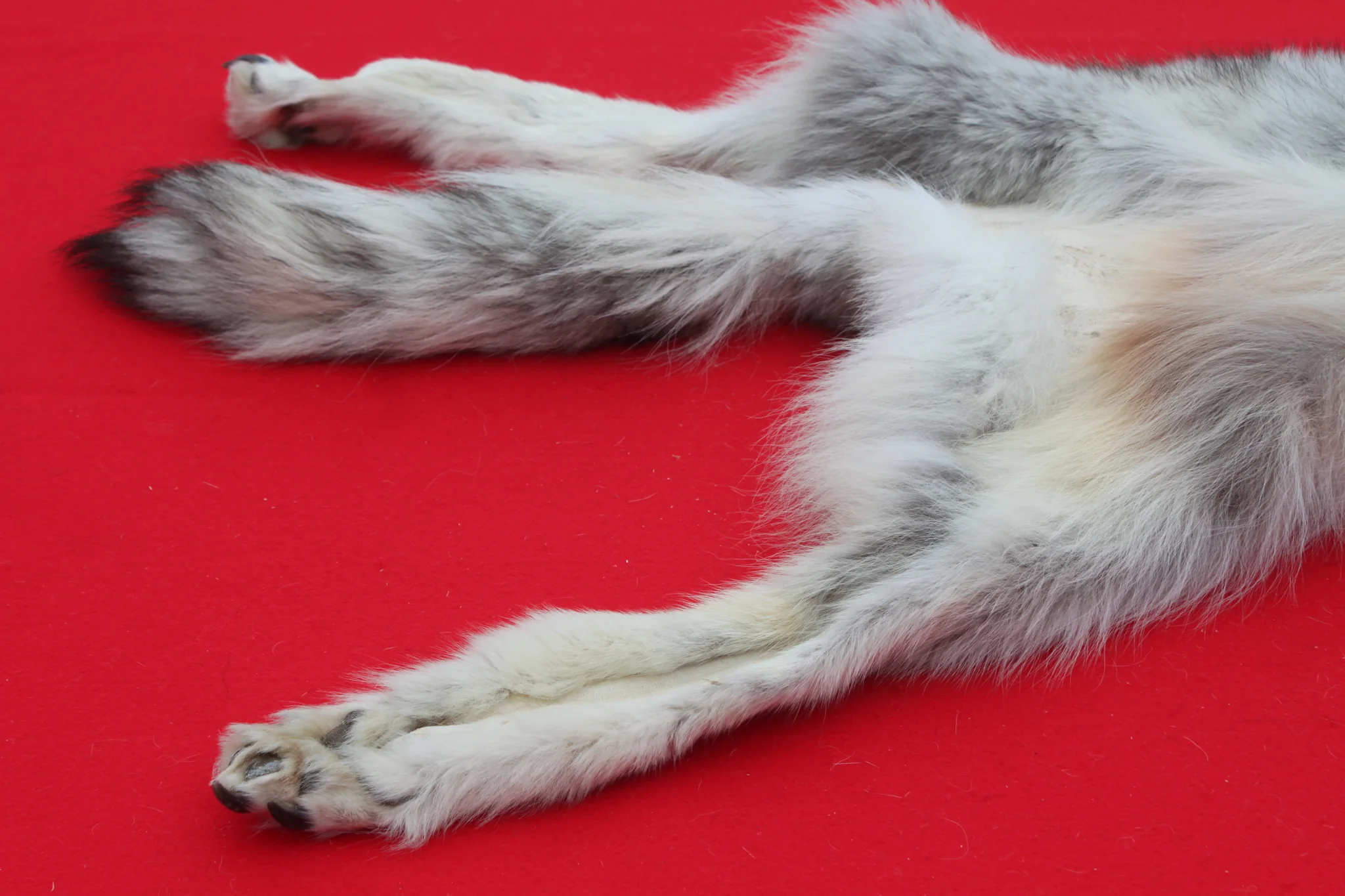 IMG_5970_1024x1024@2x