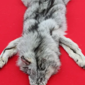 CANADIAN ARCTIC WOLF HIDE