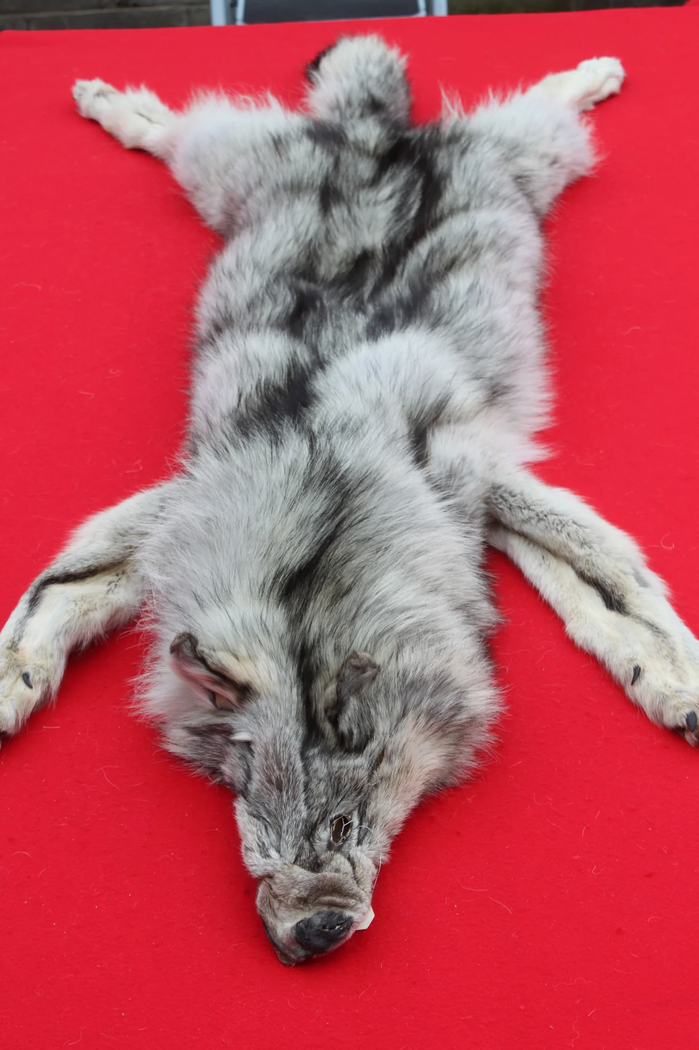 IMG_5973_1024x1024@2x CANADIAN ARCTIC WOLF HIDE