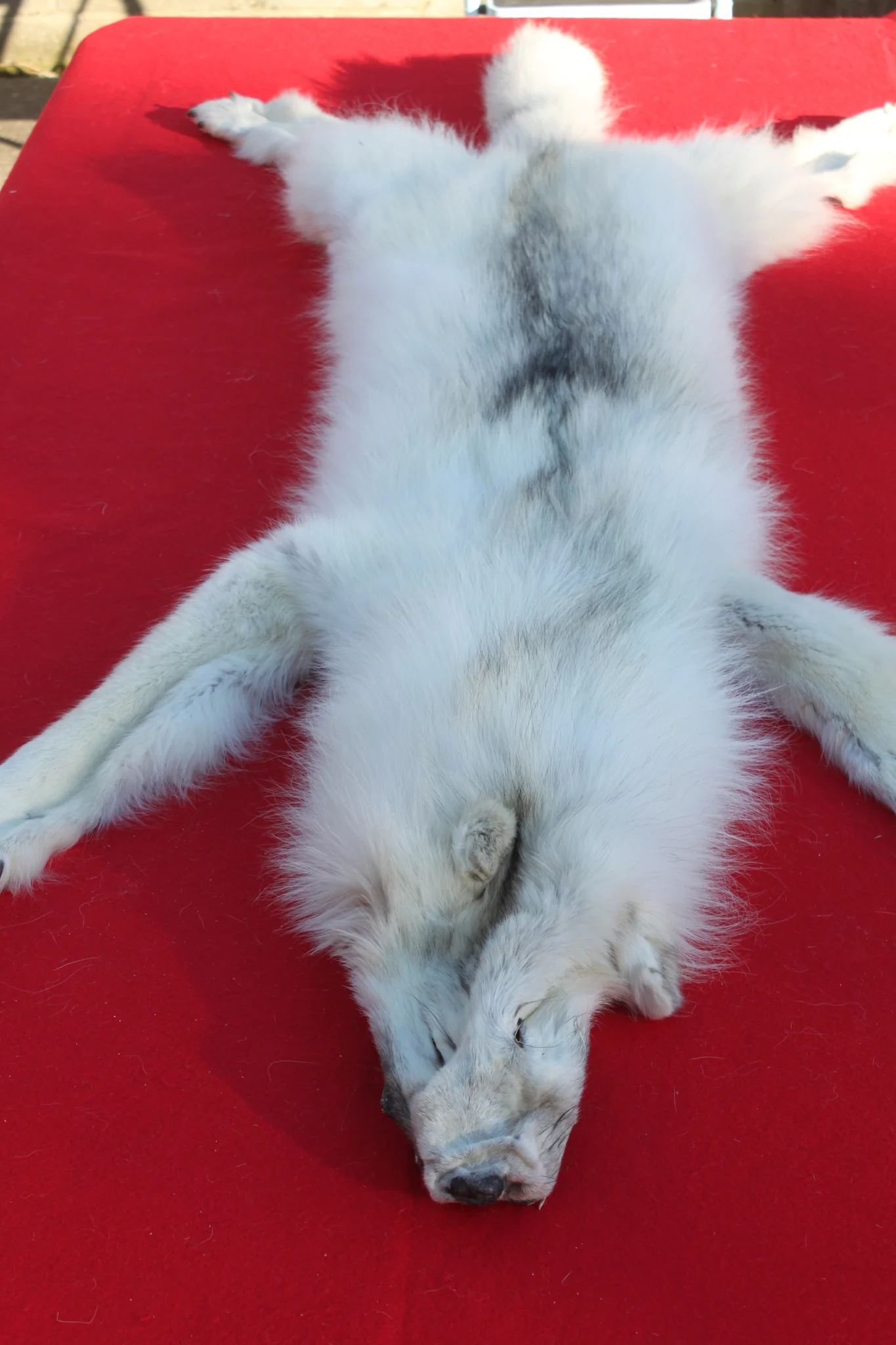 IMG_6011_5d3721d3-372c-4846-b47e-56dadc220c3b_1024x1024@2x ARCTIC WOLF HIDE