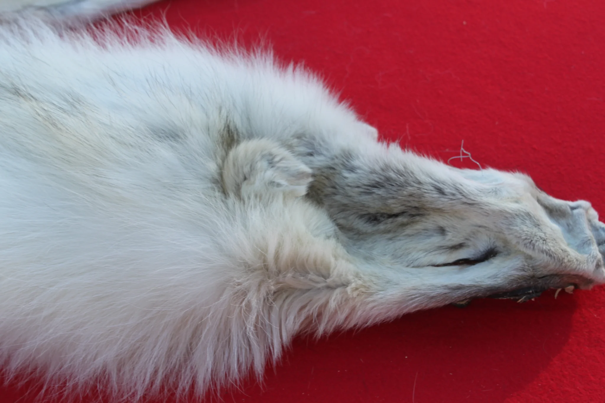 IMG_6012_0ad9577d-1a79-47a9-99d4-391e9e9e4c8f_1024x1024@2x