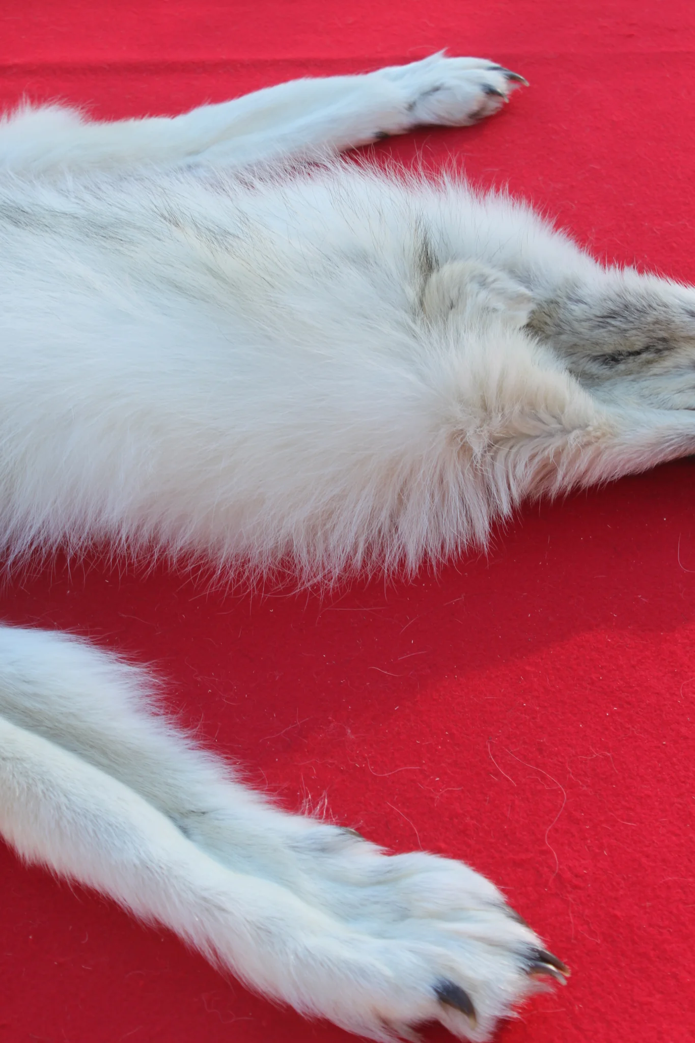 IMG_6013_a13d8dee-df31-42d7-b674-42767e120f90_1024x1024@2x