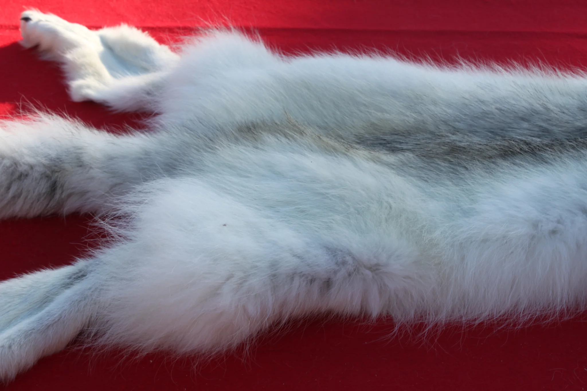 IMG_6016_d4523871-476d-4804-ad89-f3dbfb2c60a4_1024x1024@2x