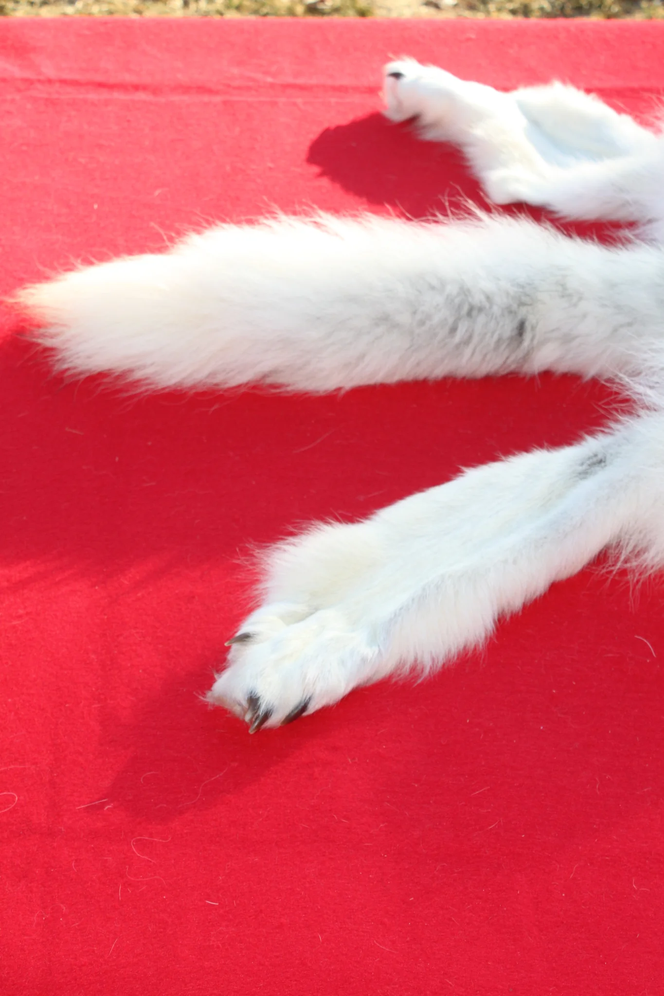 IMG_6017_b3b51264-e3ca-42b7-bcfa-65075c637620_1024x1024@2x