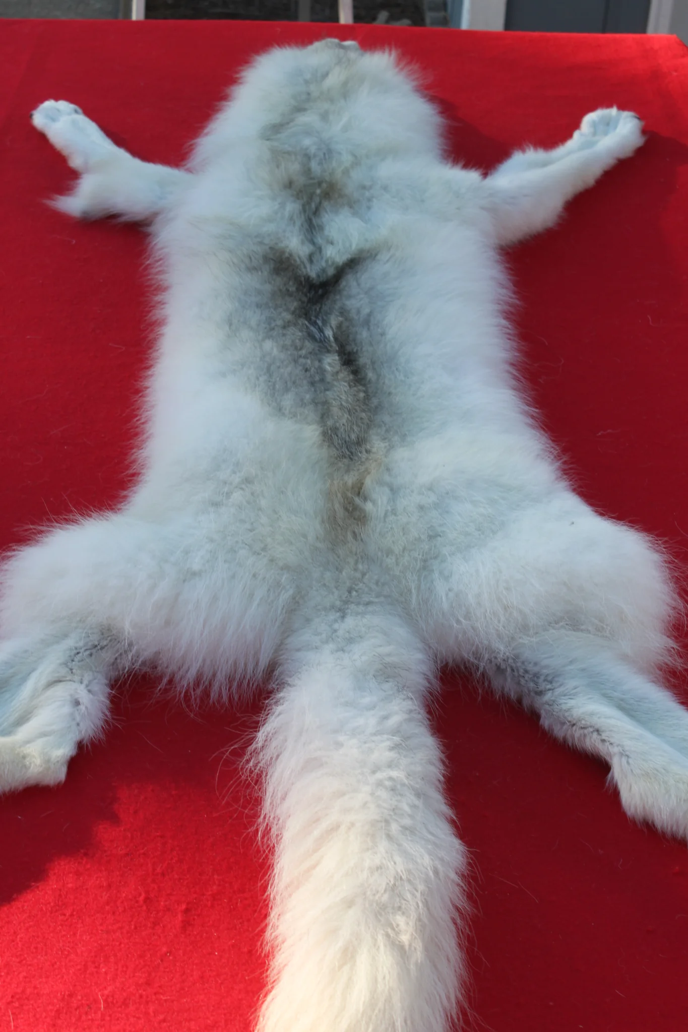 IMG_6018_de97b00f-ddef-4fa6-bb37-5d727d0af70f_1024x1024@2x