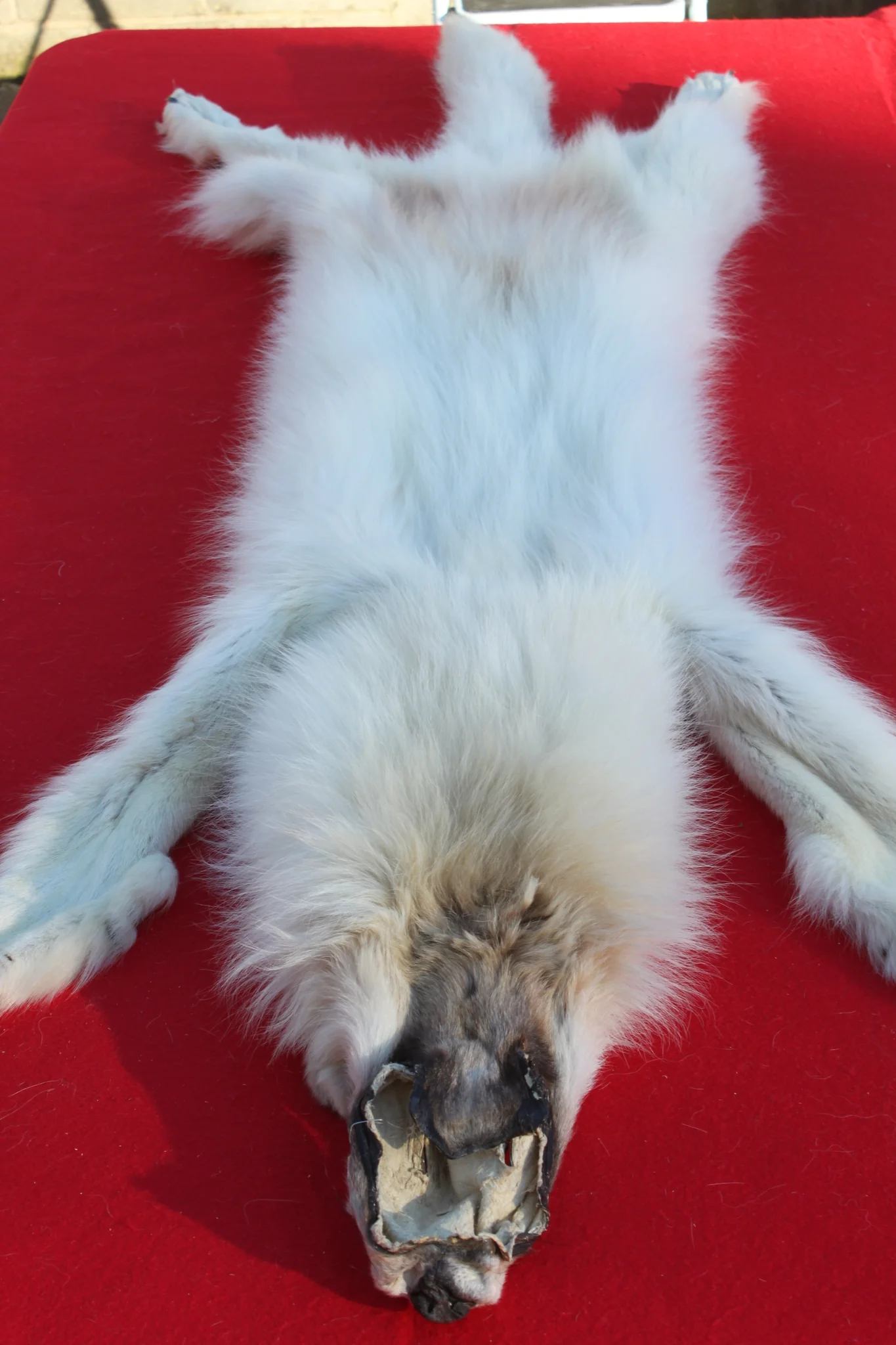 IMG_6019_1024x1024@2x (1)